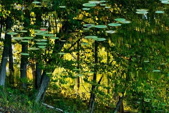 PH879a trees reflection 3 -20,5x13,5 -8046-7.jpg