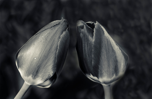 PH341a tulip-ollioules-1 -17x11 -2555