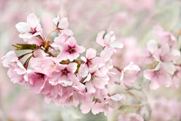 PH336a cherry blossom 1 21x14 -2482